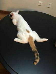 猫猫爆料视频,揭秘视频背后的趣味瞬间 第3张 猫猫爆料视频,揭秘视频背后的趣味瞬间 第3张