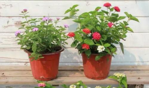 机界战队爆料视频大全最新,揭秘最新科幻动作剧集幕后花絮 第3张 机界战队爆料视频大全最新,揭秘最新科幻动作剧集幕后花絮 第3张