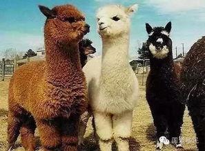 爆料美国羊驼是真的吗视频,美国羊驼视频爆料背后的真实情况 第2张 爆料美国羊驼是真的吗视频,美国羊驼视频爆料背后的真实情况 第2张